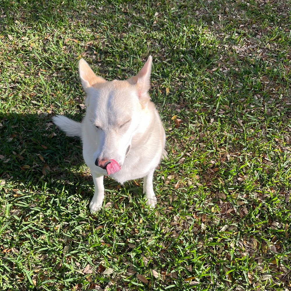 Meet your Posher, Brittan